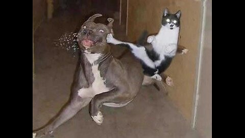 Best Funny Animal Videos 2022 🐶 Funniest Dogs And Cats Videos 😁🤣