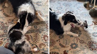 Australian Shepherd thrilled with new puppy addition