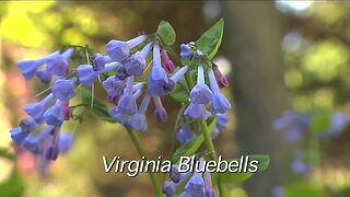 Melinda's Garden Moment - Shade loving wildflowers