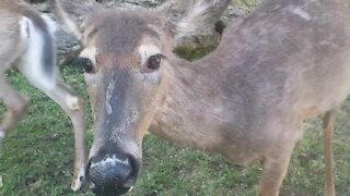 Affectionate deer show up to show some love