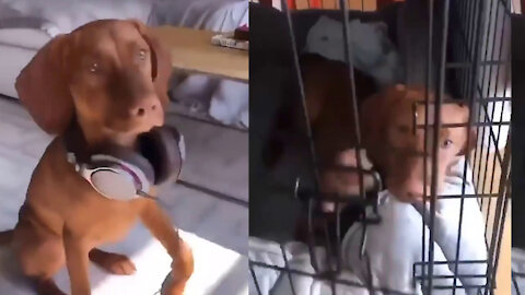 due to this dog's crime record, they decided to put it in jail