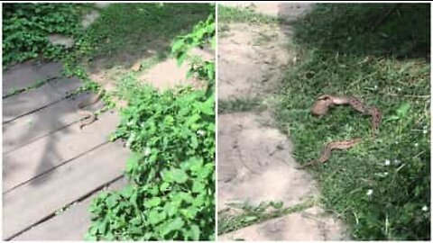 Cobra descoberta a caçar sapo em jardim privado
