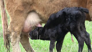 Newborn calf takes its first steps to reach his mother's milk