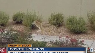 Coyote sightings reported in Summerlin