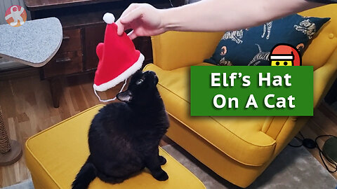Vilma Christmas 2022 - Elf's Hat On A Cat