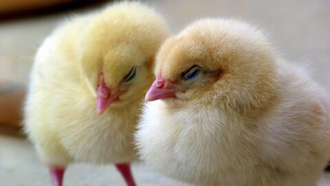 Chick falling asleep while being pet