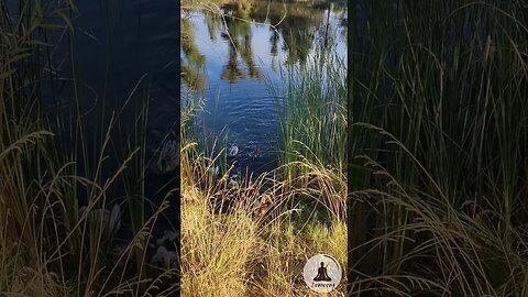 Adorable Ducks Say Hello! 🦆 Swimming in Pond with Soothing Piano Music