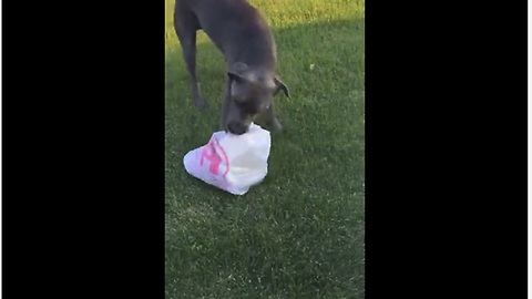 This Thoughtful Dog Loves Helping His Owner Take Out The Trash