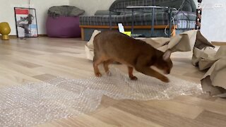 Ce chat s'amuse à éclater du papier bulle