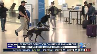 Bomb-sniffing dogs checking travelers at BWI