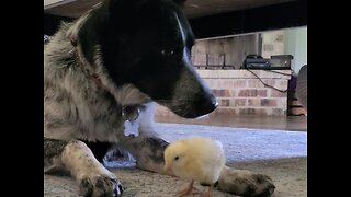 Dog tries to eat chicken nugget!