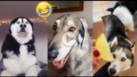 Pets Cute Funny Dog Husky/not miss this video