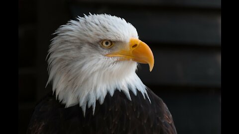 Bald Eagle my love.