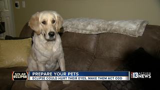 How to prepare your pets for the solar eclipse