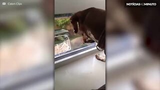 Cão faz amizade por um esquilo… através da janela!