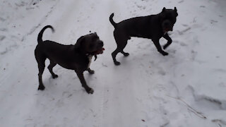 Italian Cane Corso in a snow-covered forest