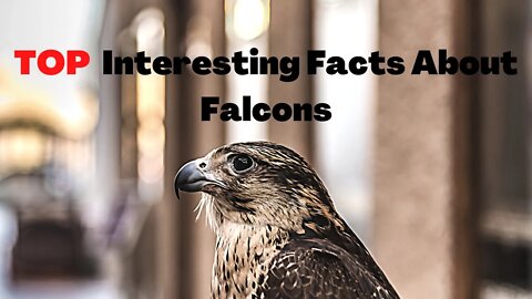 TOP Interesting Facts About Falcons pART1