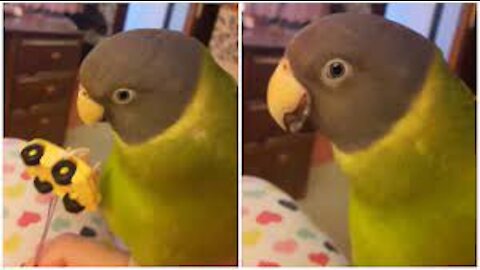 Parrot gets humorously angry after owner ruins his playtime #Shorts