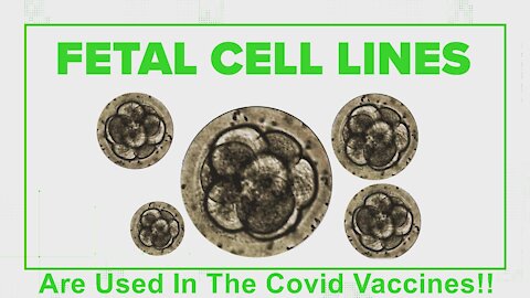 Fetal Cells Used To Make Covid19 Vaccines