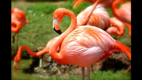 Flamingo Pink Animal Birds Feeder Pond Water