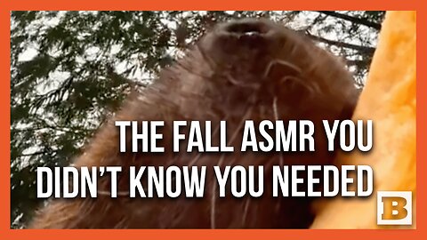 Fall Wildlife ASMR: Beaver Chowing Down on a Pumpkin