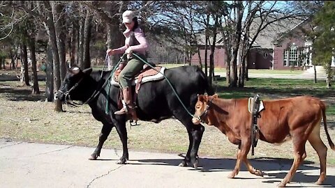 Texas Longhorn Exxonna ponying a heifer