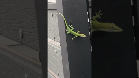 American native anole changing from green to brown.