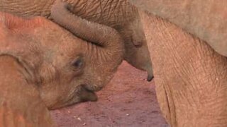 Divirta-se com as aventuras de elefantes bebês