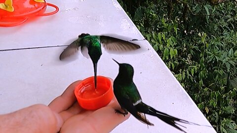 Wild Hummingbirds Show Complete Trust In Human