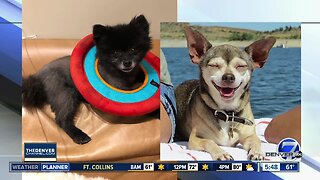 It's National Dog Day - meet our anchor's pups