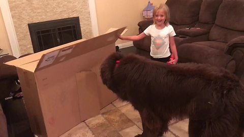 Dog is too big for little girl's playhouse