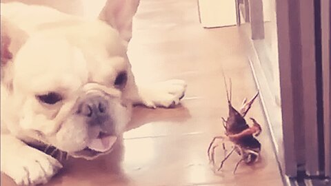 Dog and lobster
