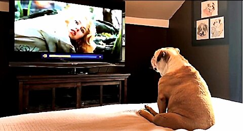 Incredible Bulldog Reaction To Actress In Trouble