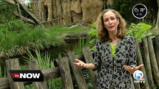 New Palm Beach Zoo CEO speaks about conservation