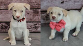 A Litter Of Adorable & Well-Dressed Puppies Are Up For Adoption Near Toronto
