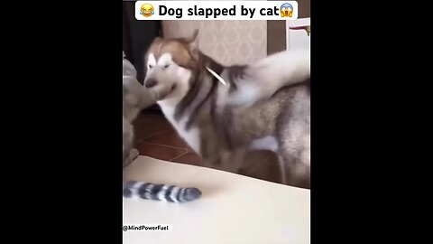 😂 Dog slapped by cat#shorts #viral #funnyvideo #cats #catlover #dog #respect #dogs #cat #catvideos