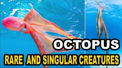 Rare blanket octopus discovered in Great Barrier Reef