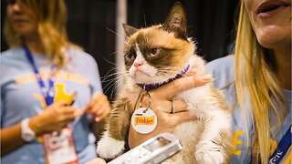 The Internet Bids Farewell To Its Most Famous Feline: Grumpy Cat