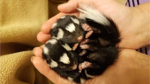 Adorable Baby Skunks Trying To Spray