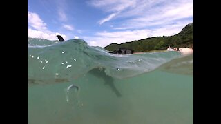 Black Lab Swimming in Lake Michigan