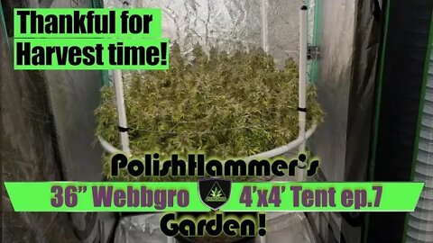 Webbgro System Geeklight FloraFlex Vivosun North Genetics Spacedust Cannabis Grow E7 Day 60