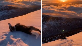 Winter-loving pup slides down snowy mountain in Alaska