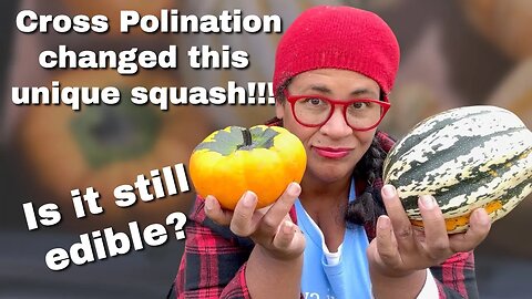 This Unique Squash was Cross Pollinated, BUT do they still taste good? | Urban Homestead VLOG