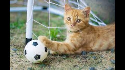 Soccer cats