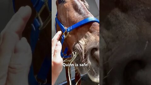 Freedom RIDE!!! Rescued Belgian Draft horse just picked up from almost shipping to slaughter.