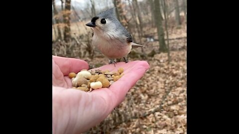 Hand-Feeding the Tufted Titmouse in Slow Motion.