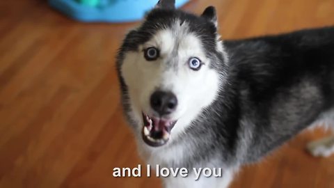 Mishka the Talking Husky wants to eat waffles