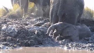 Elefantunge går i panik efter at have siddet fast i mudderet
