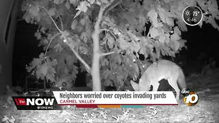 Neighbors concerned about coyotes in backyards