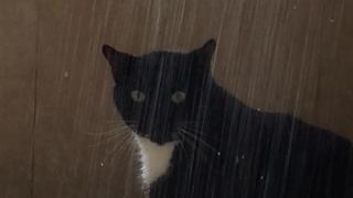 Sid the cat loves taking showers